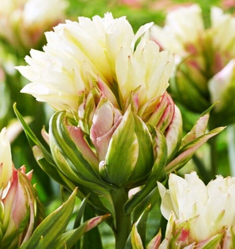 Tulpen blumenzwiebeln blumen - tulpen,