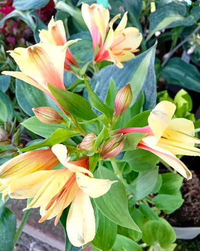 Staude inkalilie alstroemeria - inkalilie,