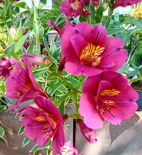 Staude inkalilie alstroemeria - inkalilie,