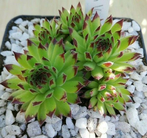 Sempervivum golden valley - sempervivum, "golden