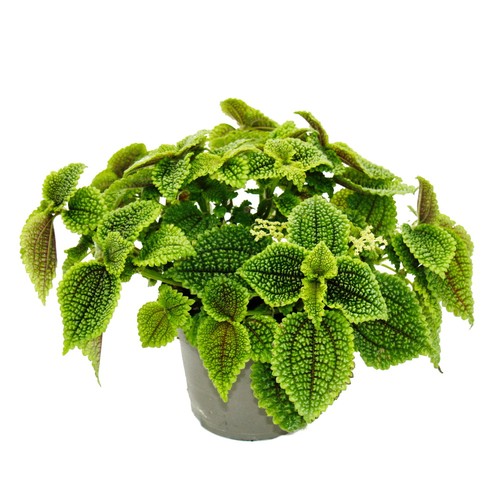 Kanonier pflanze pilea - -,